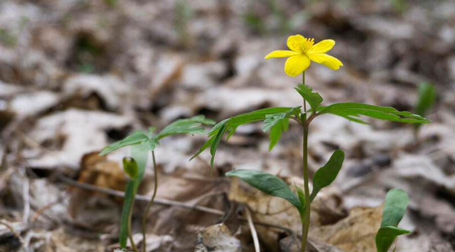 tribulus-terrestris